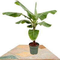 BANANA TREE 140CM (MUSA DWARF CAVENDISH TROPICAL)