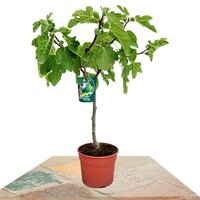 FIG TREE ON STEM 100CM (FICUS CARICA)
