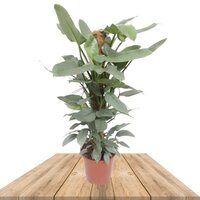 FILODENDRO ASTADO 125CM (PHILODENDRON HASTATUM)