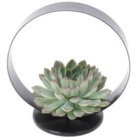ECHEVERIA PULIDONIS (SUCULENTA SIN RAICES) EN SOPORTE DECO