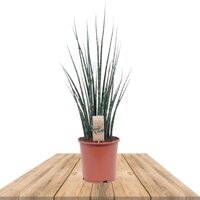 SANSEVIERIA FERNWOOD MIKADO 80CM