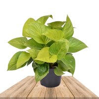 HOMALOMENA LEMON LIME 40CM (QUEEN OF HEARTS)