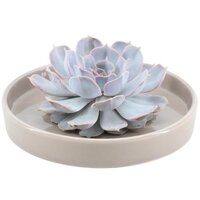 ECHEVERIA LILACINA (ROOTLESS SUCCULENT) IN DECO BOWL