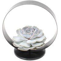 ECHEVERIA LILACINA (SUCULENTA SIN RAICES) EN SOPORTE DECO