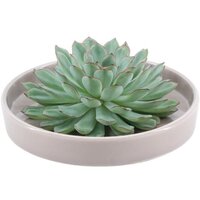 ECHEVERIA PULIDONIS (ROOTLESS SUCCULENT) IN DECO BOWL