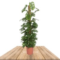 MONSTERA ADANSONII MONKEY LEAF 160CM WITH MOSS POLE