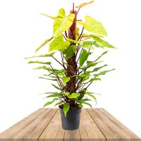 FILODENDRO PAINTED LADY TUTOR 120CM (PHILODENDRON ERUBESCENS)