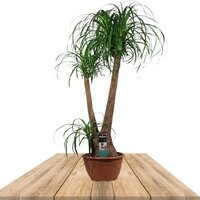 BRANCHED ELEPHANT'S FOOT TREE 90CM (BEAUCARNEA RECURVATA)