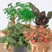 KIT REPUESTO 3 PLANTAS JARDÍN ETERNO