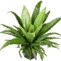 ASPLENIUM OSAKA 60CM