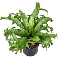 ASPLENIUM NIDUS CRISSIE 60CM