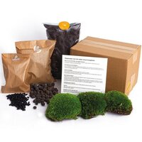 KIT JARDÍN ETERNO MUSGO