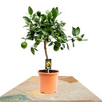 CITRUS LIME 80CM (CITRUS AURANTIIFOLIA)