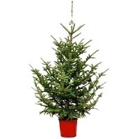 ABETO PÍCEA PUNGENS NATURAL EN MACETA 100-120CM - ABETO AZUL