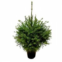 ÁRBOL DE NAVIDAD PICEA OMORIKA 150-175CM EN MACETA - ABETO NATURAL