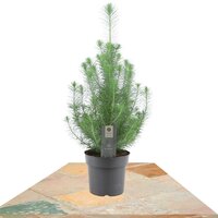 PINUS PINEA SILVER CREST 40-50CM (PINO)