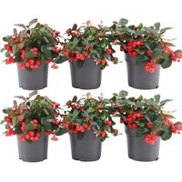 PACK DE 6 GAULTHERIA PROCUMBENS 15CM (EBÚRNEA)