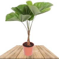 LICUALA GRANDIS 150 CM (TOTUMA)