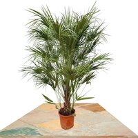 MEDITERRANEAN FAN PALM 170CM (CHAMAEROPS HUMILIS)