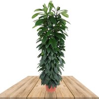 FICUS CYATHISTIPULA COLUMN 150CM (AFRICAN FIG TREE)