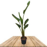 STRELITZIA AUGUSTA 155CM (AVE DEL PARAÍSO)