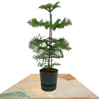 ARAUCARIA EXCELSA 100CM EN MACETERO ELHO (ARAUCARIA HETEROPHYLLA)