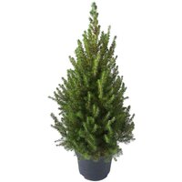 ABETO DE NAVIDAD 95CM EN MACETA (PICEA GLAUCA CONICA)