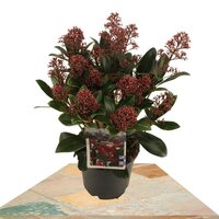 SKIMMIA JAPONICA RUBELLA 45CM (ESQUIMIA)