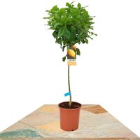 CITRUS LIMON TREE 75-95CM (LEMON TREE)