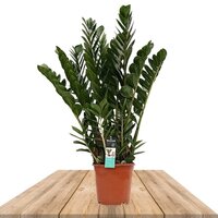 ZAMIOCULCA 100CM (ZAMIOCULCAS ZAMIIFOLIA)