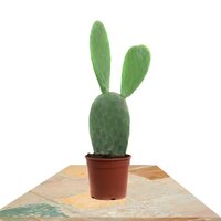 OPUNTIA FICUS INDICA (PEAR CACTUS)