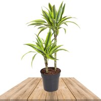 DRACAENA GREEN AND YELLOW 95CM (DEREMENSIS LEMON LIME)