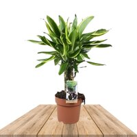 DRACAENA GOLDEN COAST CAROUSSEL 50CM (DRACAENA DEREMENSIS)