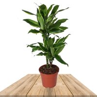DRACAENA GOLDEN COAST 70CM (DRACAENA DEREMENSIS)