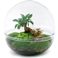 KIT JARDÍN EN CRISTAL FORMA CÚPULA CON FICUS GINSENG Y FITTONIAS