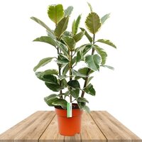 FICUS ELASTICA TINEKE 160CM (RUBBER PLANT)