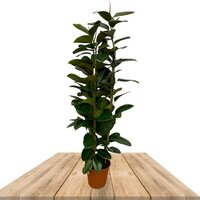 FICUS ELASTICA ROBUSTA 160CM (RUBBER PLANT)