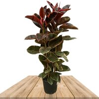 FICUS ELASTICA BELIZE 160CM (RUBBER PLANT)
