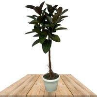 FICUS ELASTICA ROBUSTA ON STEM 130CM (RUBBER PLANT)