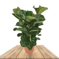 CAUCHO FIBROSO 75CM (FICUS LYRATA)