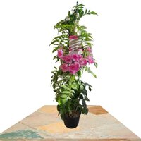 BIGNONIA RICASOLIANA PYRAMIDAL 100CM (PINK BIGNONIA)