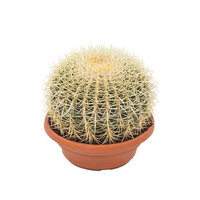 GOLDEN BARREL CACTUS 15CM (ECHINOCACTUS GRUSONII)