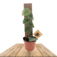 MONSTERA DUBIA 25-35CM (SHINGLE PLANT)