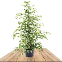 FICUS BENJAMINA GOLDEN KING 100CM (RUBBER PLANT)