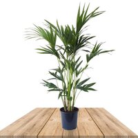 PALMERA KENTIA 100-110CM - PALMERA DEL PARAÍSO (HOWEA FORSTERIANA)
