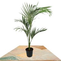 PALMERA ALEJANDRA 100CM (ARCHONTOPHOENIX ALEXANDRAE)