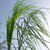 COCO PLUMOSO 100CM (SYAGRUS ROMANZOFFIANUM)