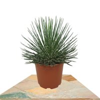 AGAVE GEMINIFLORA 35CM (AGAVE DE FLORES GEMELAS)