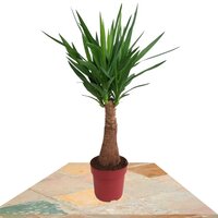 YUCCA ELEPHANTIPES 100 CM (SPINELESS YUCCA)