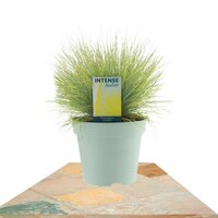 FESTUCA GLAUCA AMIGOLD (LASTÓN)